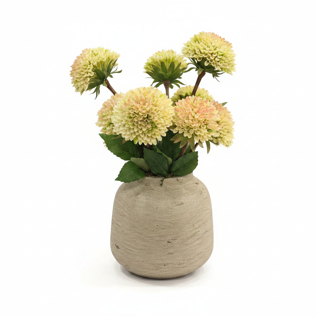 Pompom Dahlia in Cement Pot