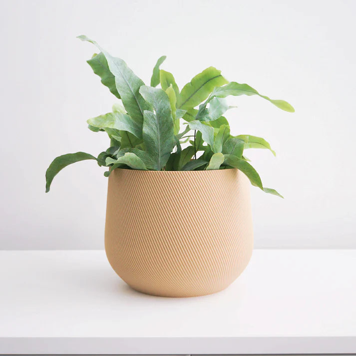 Tan Juniper Planter