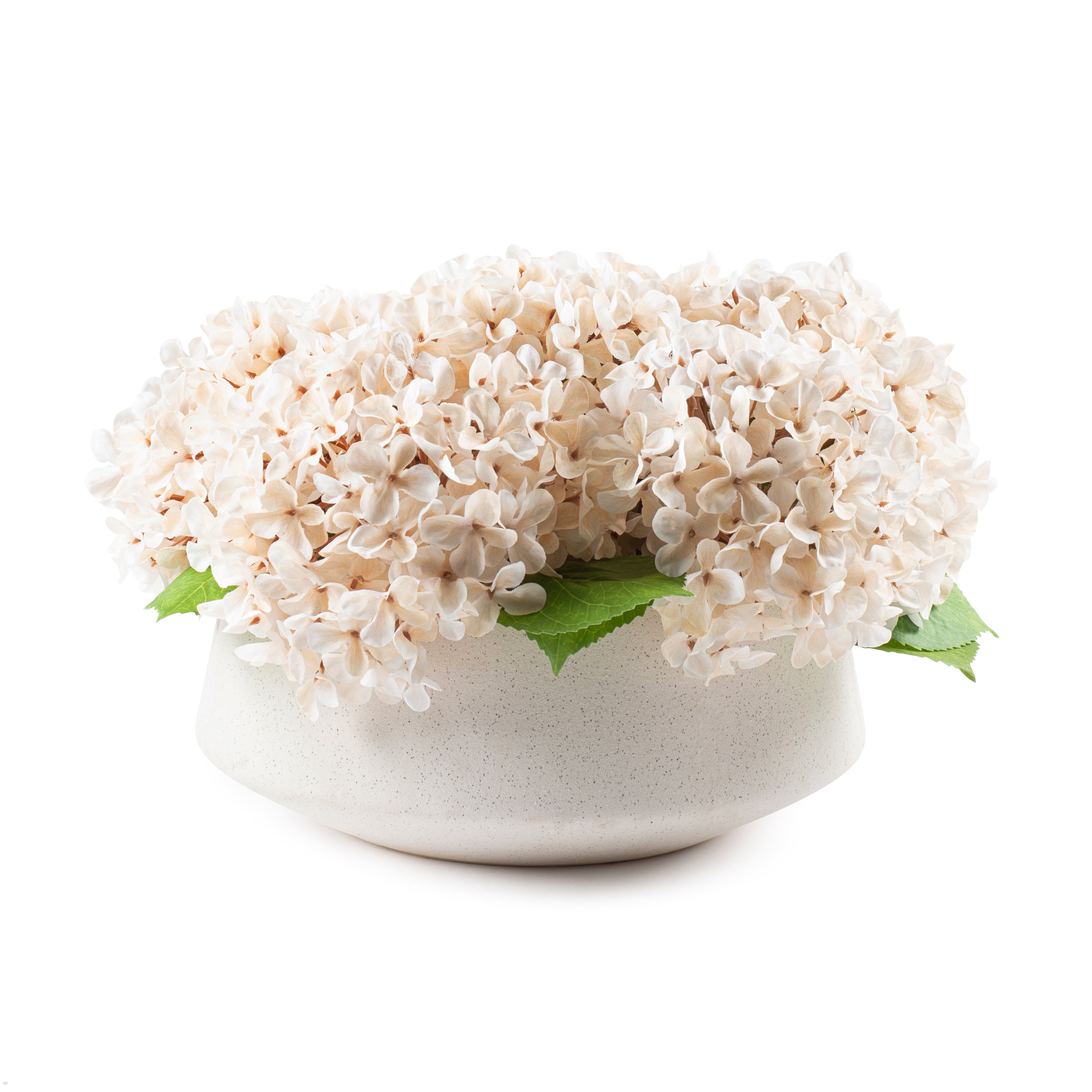 Flaura Cream Hydrangeas