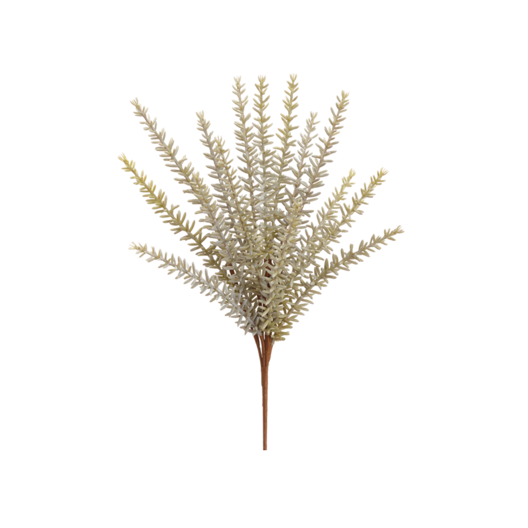 13" Rosemary Bush