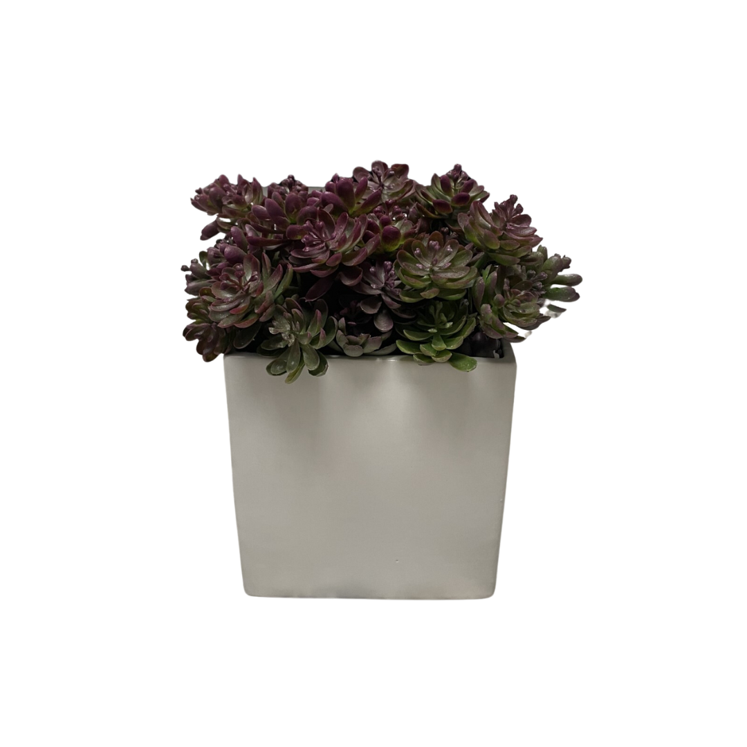 Purple Sedum Arrangement