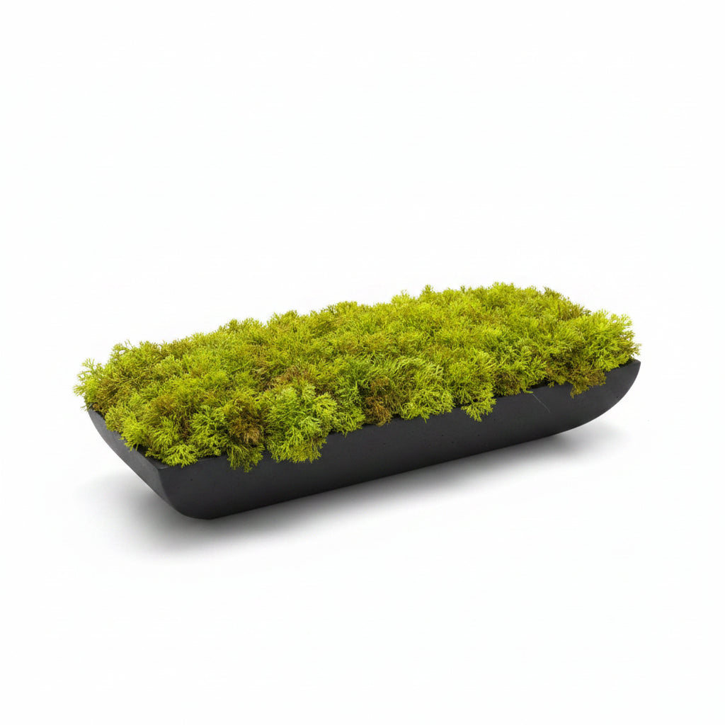 Flaura faux moss in black rectangle vase