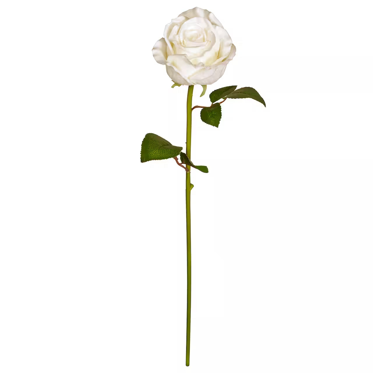 Rose Stem- White