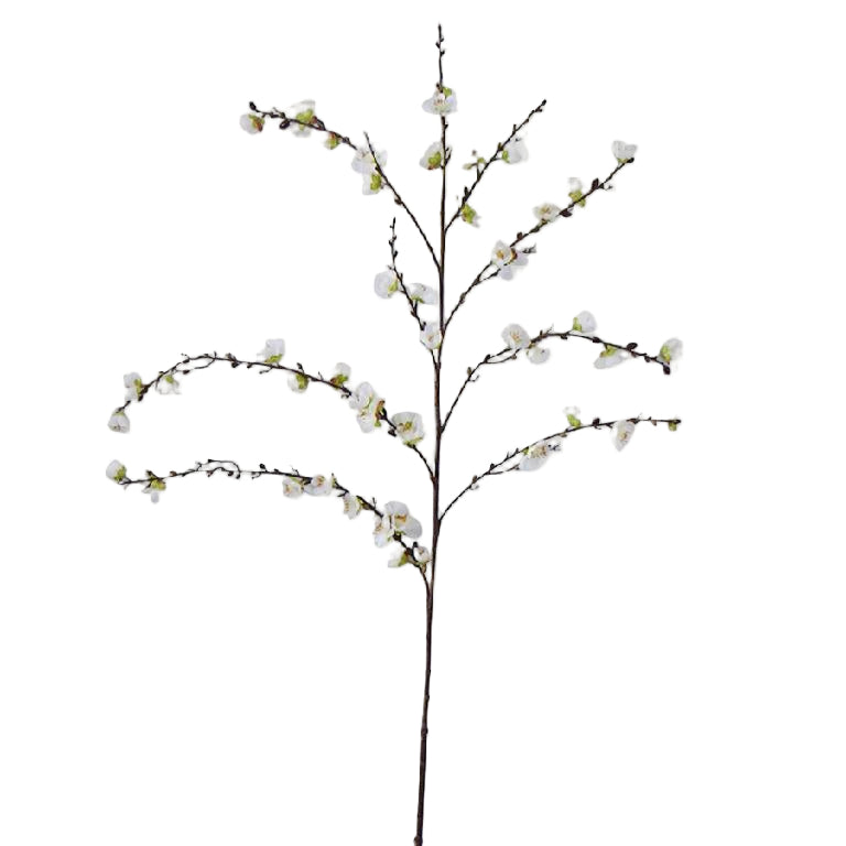 White Cherry Blossom Stem
