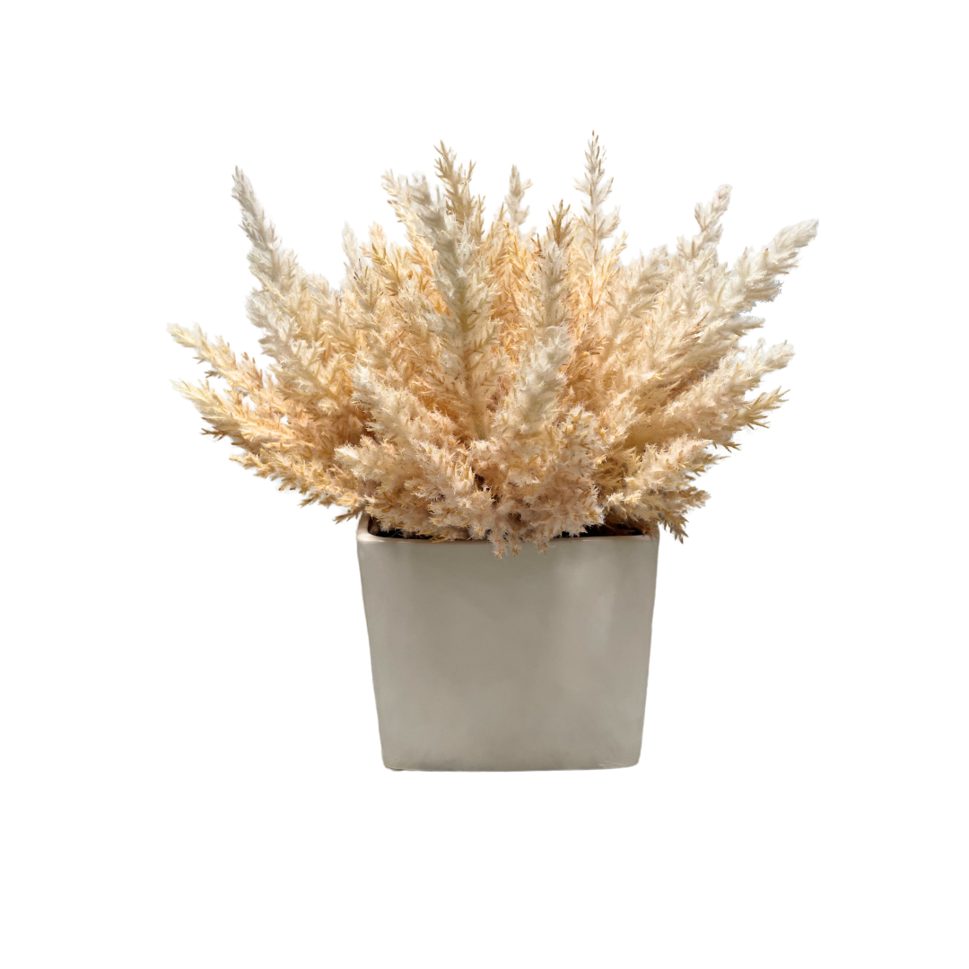 Beige Pampas In Glossy White Pot
