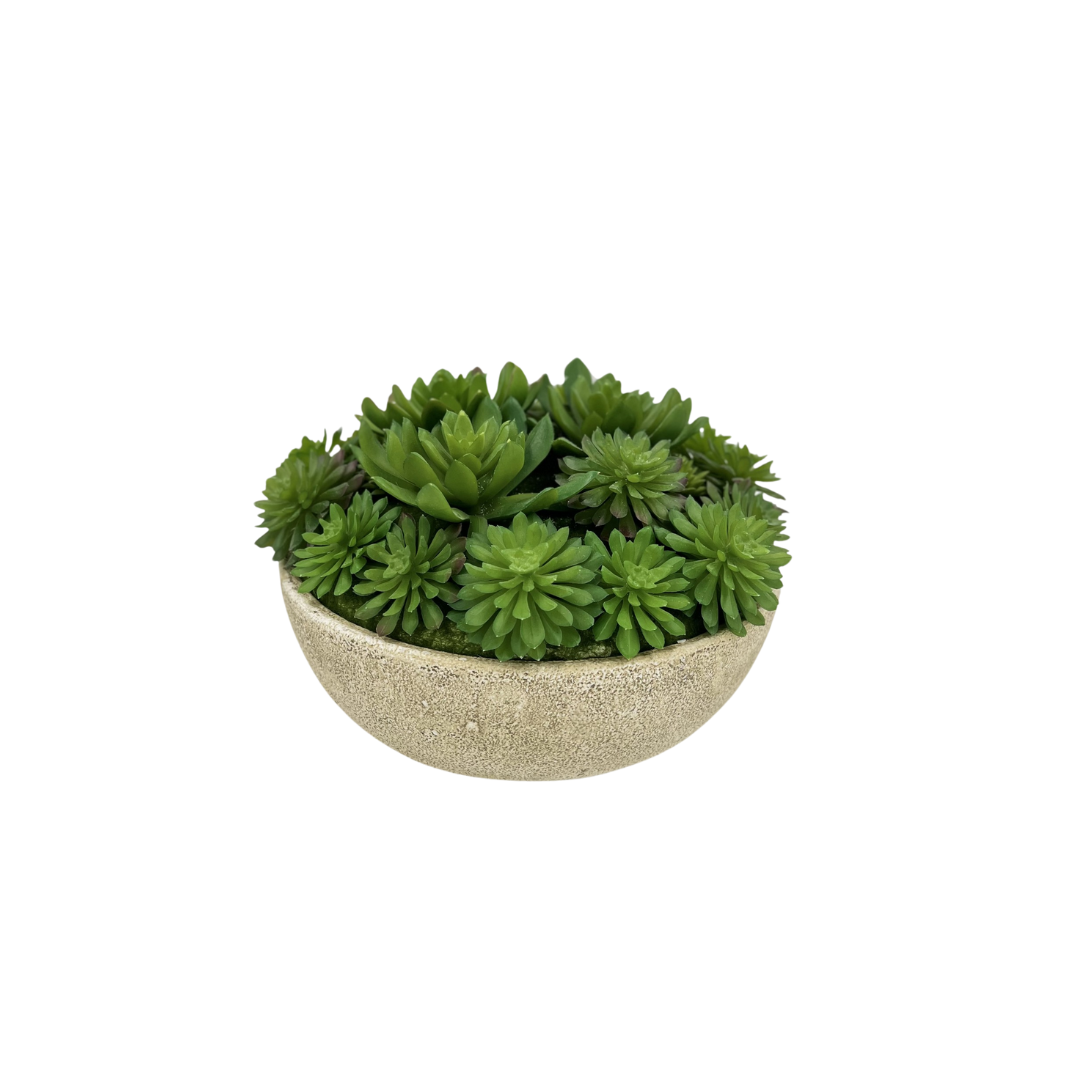 Flaura Echeveria Succulent Mix In Bowl
