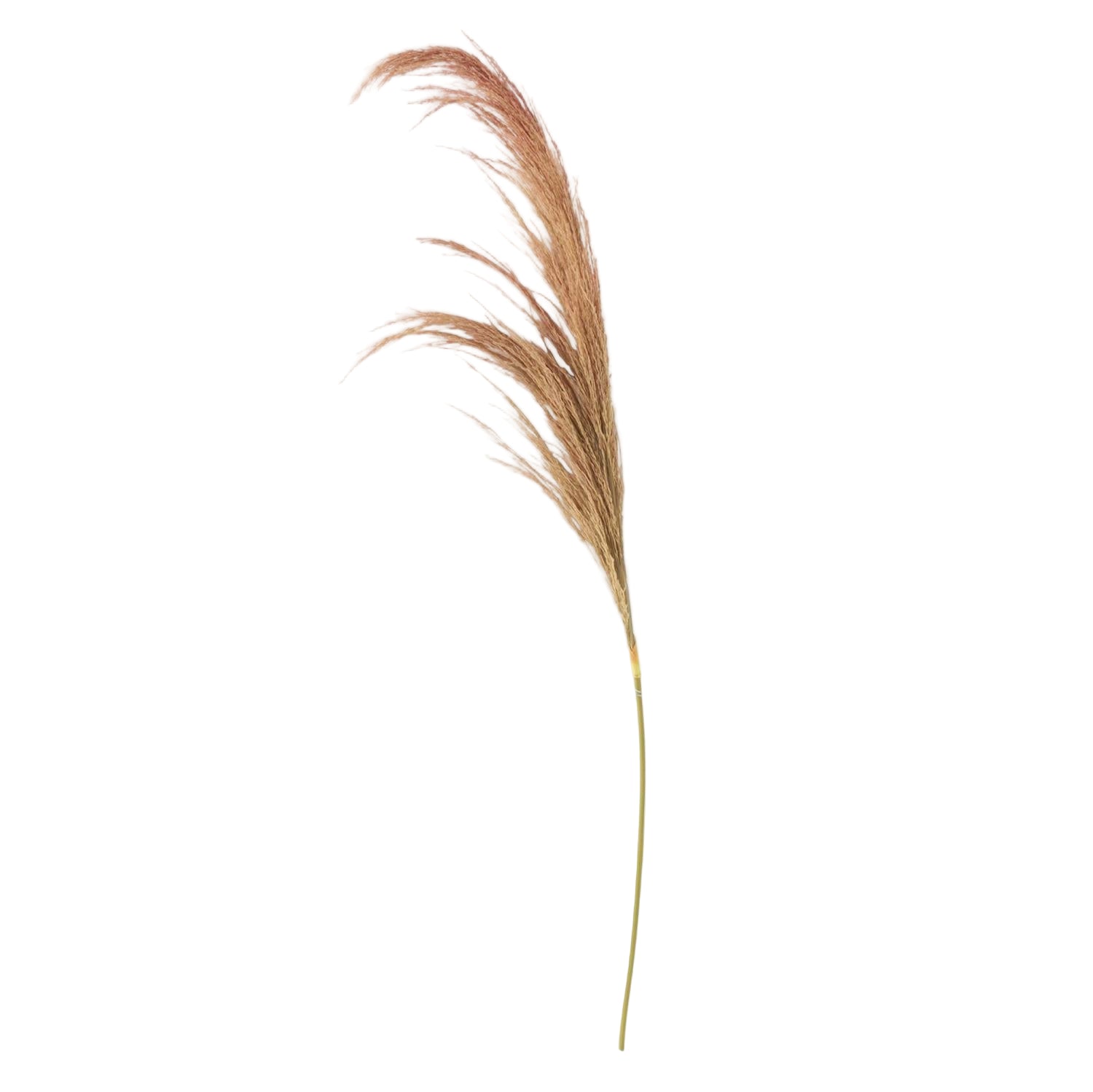 Dried Beige Pampas Stem