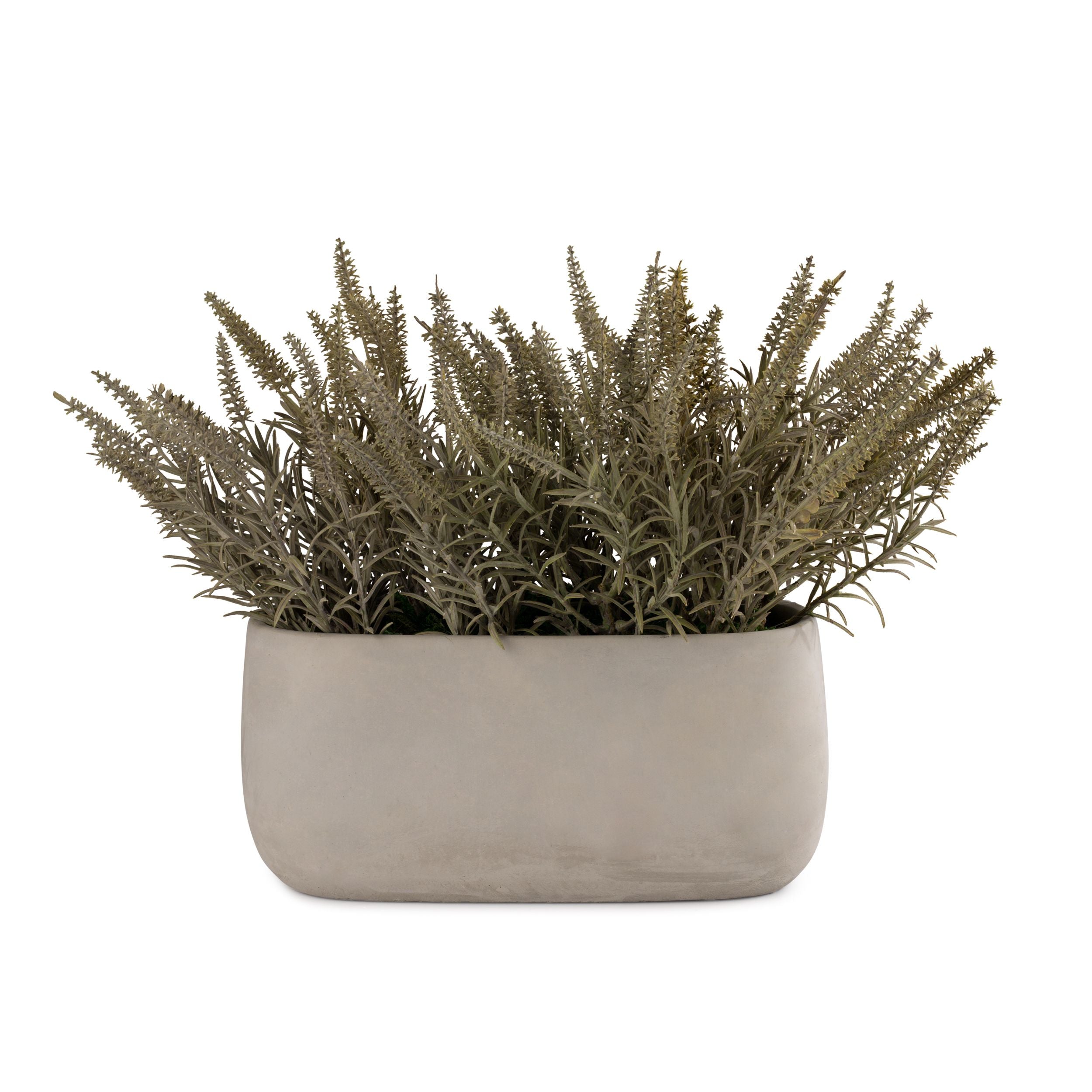 Flaura Rosemary Garden in Cement Pot