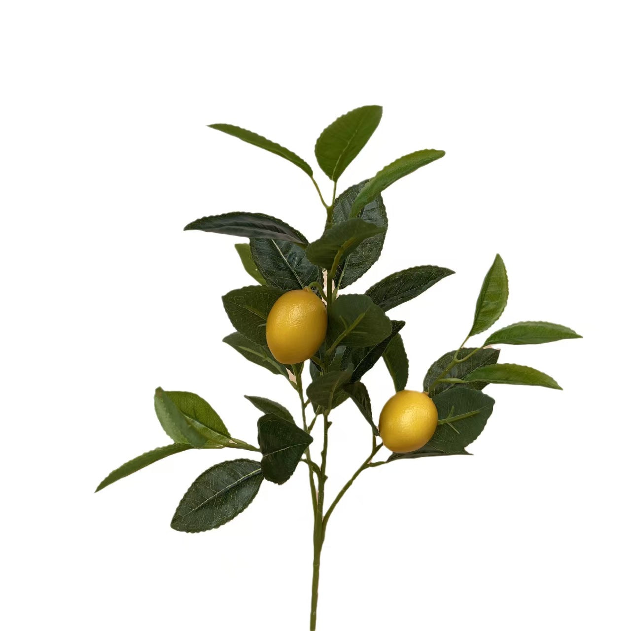 Lemon Tree Branch