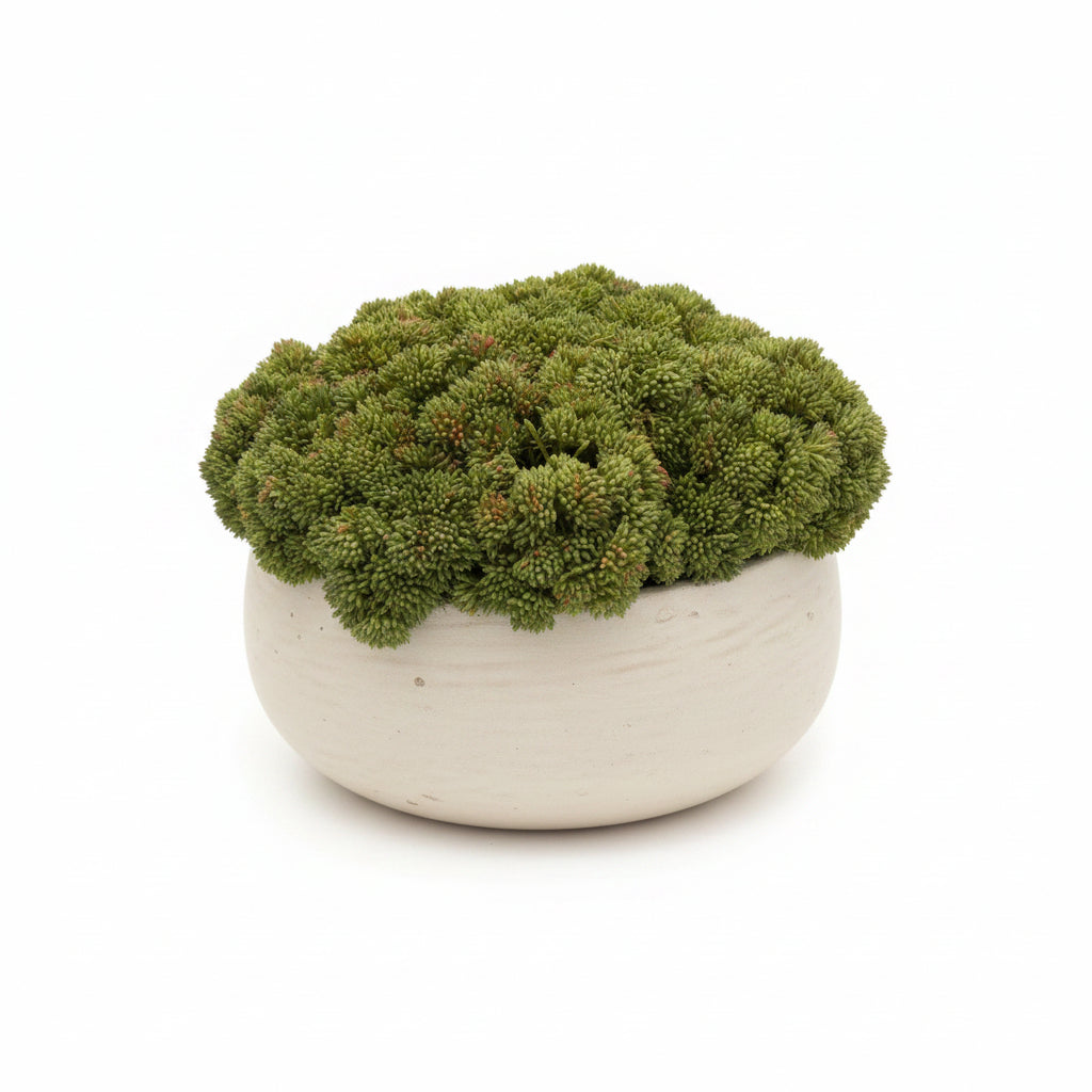 Sedum in Gray Wash Pot