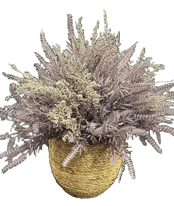 Flaura Lavender in Rattan Pot