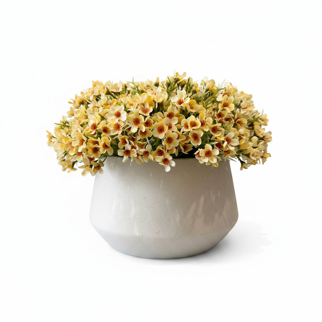 Flaura Mini Waxflower in Pot