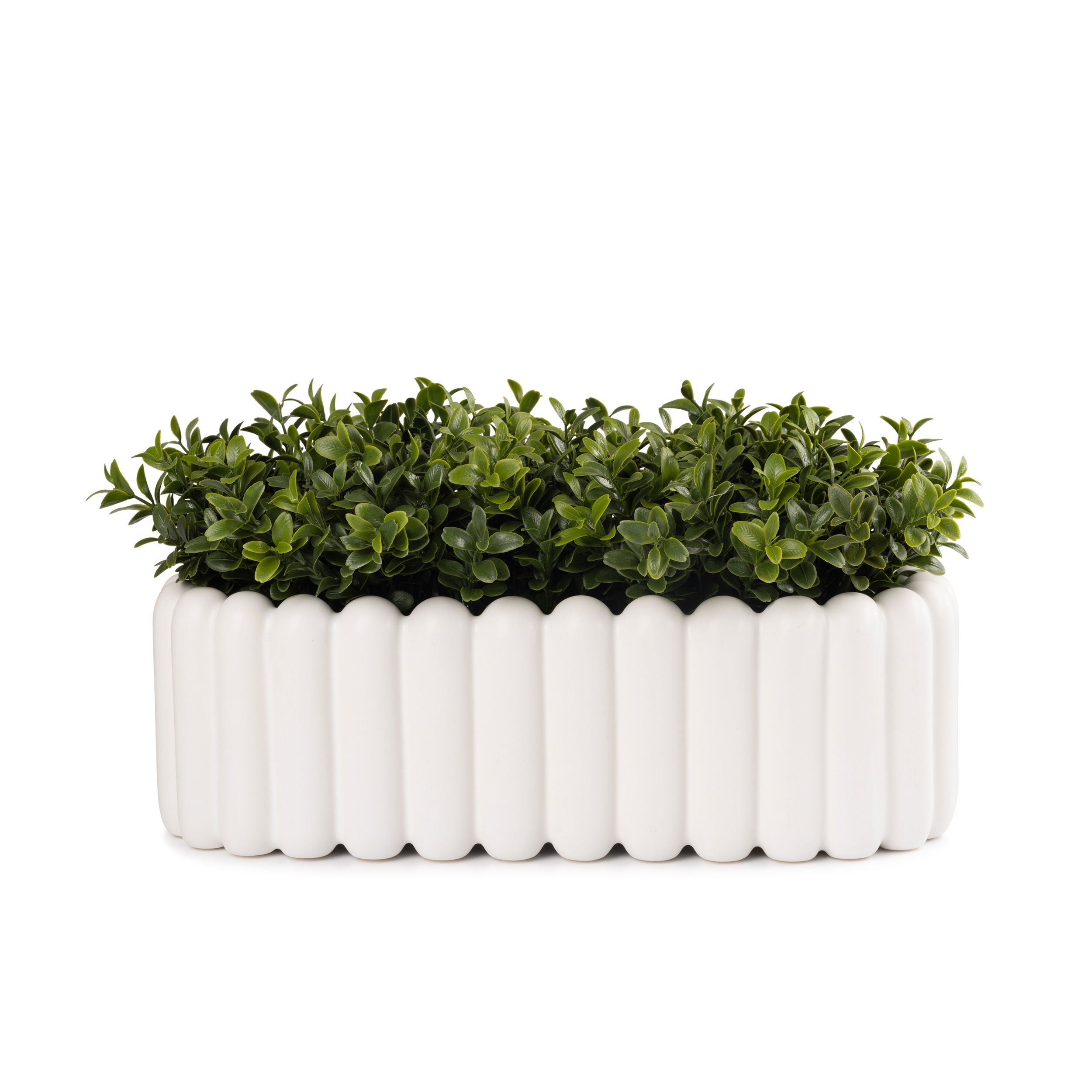 Flaura Green Bush in Pleated Pot