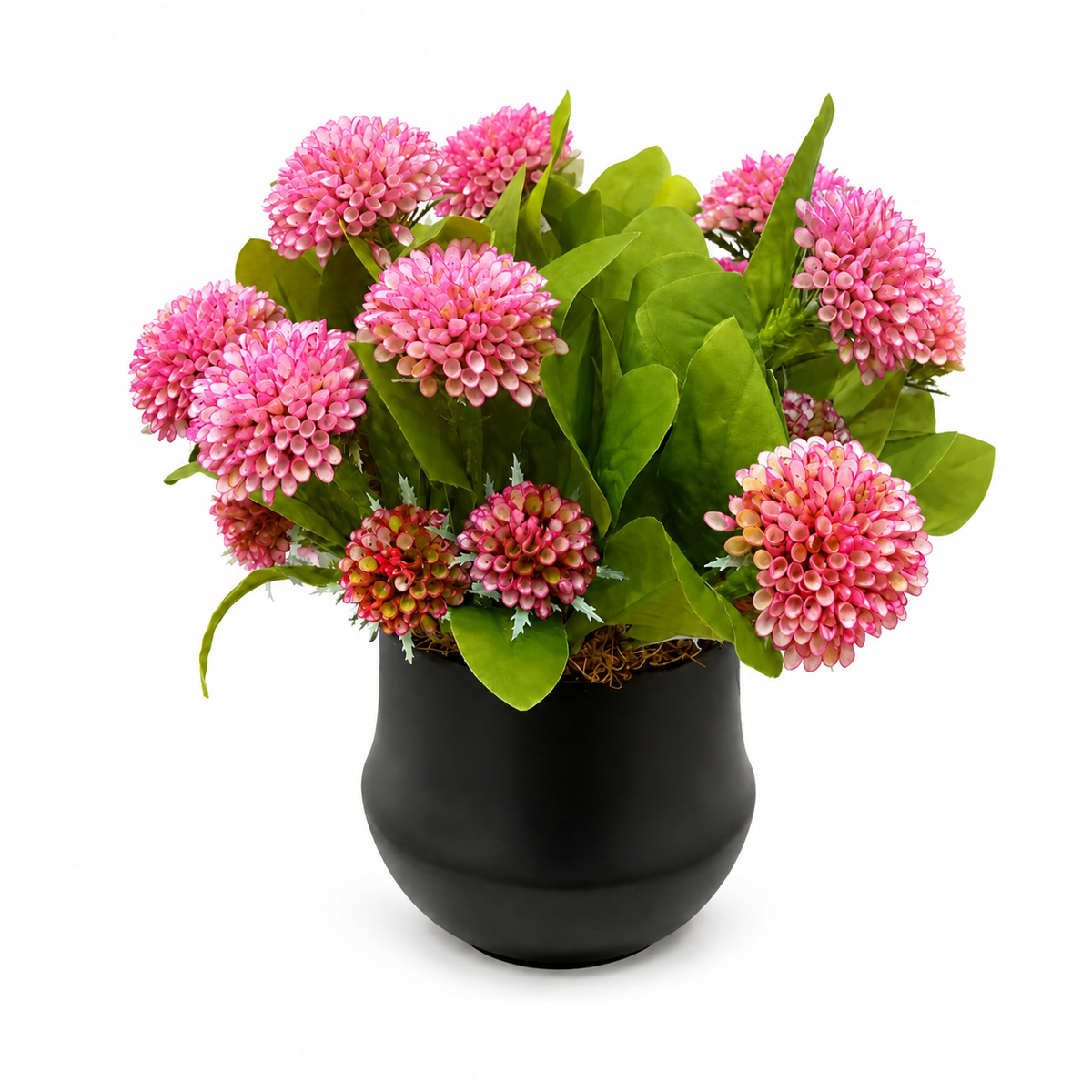 Dahlias in Black Pot