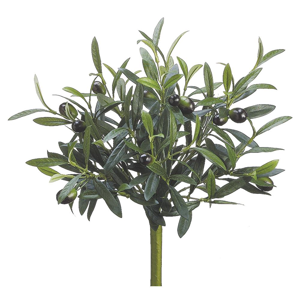 Olive Bush