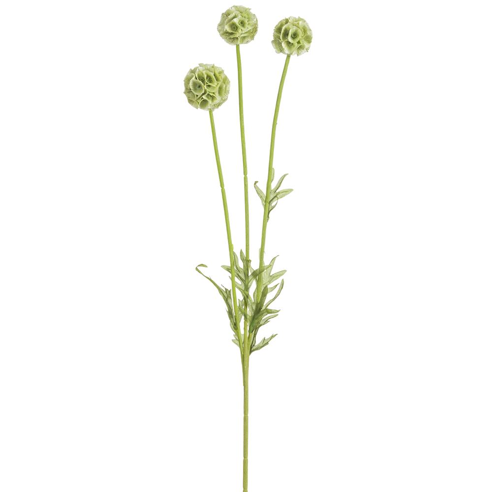 Scabiosa Spray - Light Green
